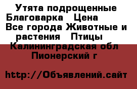 Утята подрощенные Благоварка › Цена ­ 100 - Все города Животные и растения » Птицы   . Калининградская обл.,Пионерский г.